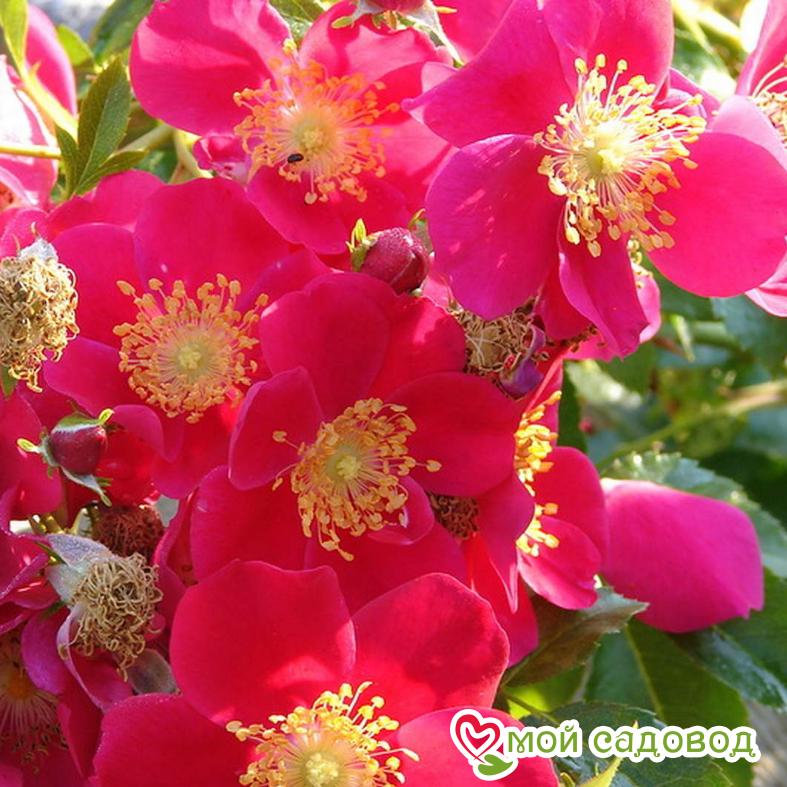 Роза Перпл Хейз