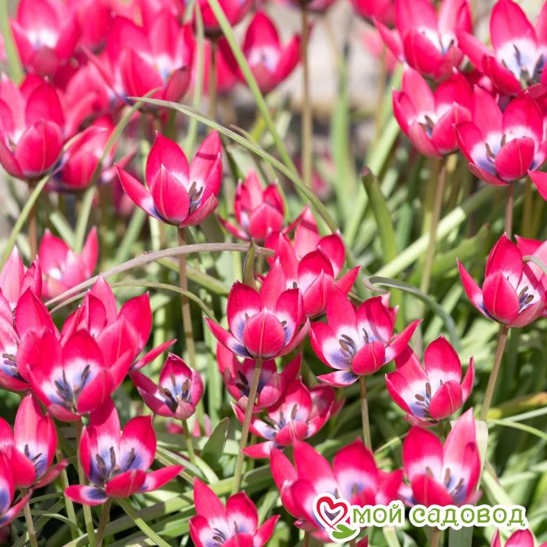 Тюльпан Литл Бьюти