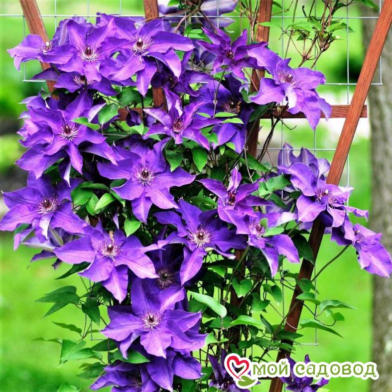 Клематис ЗЕ ПРЕЗИДЕНТ