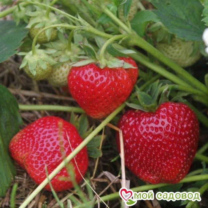 клубника Кимберли