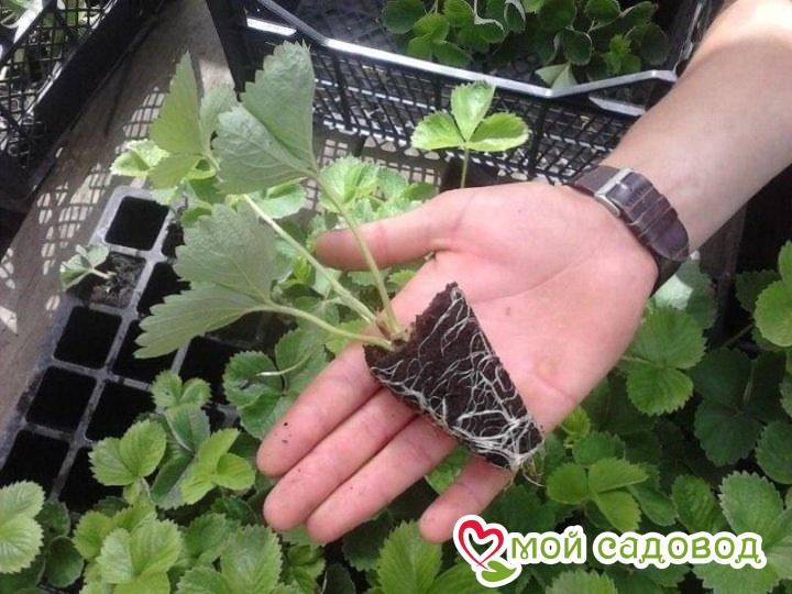 клубника Вертикальный Сад